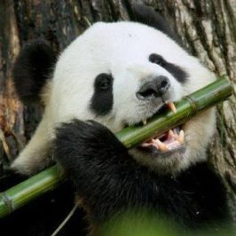 KeSimpulan Panda Ailuropoda melanoleuca Mencerna Dibantu Mikroba